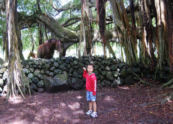 10-06-07_ Palapala Ho'omau Church Grounds.JPG