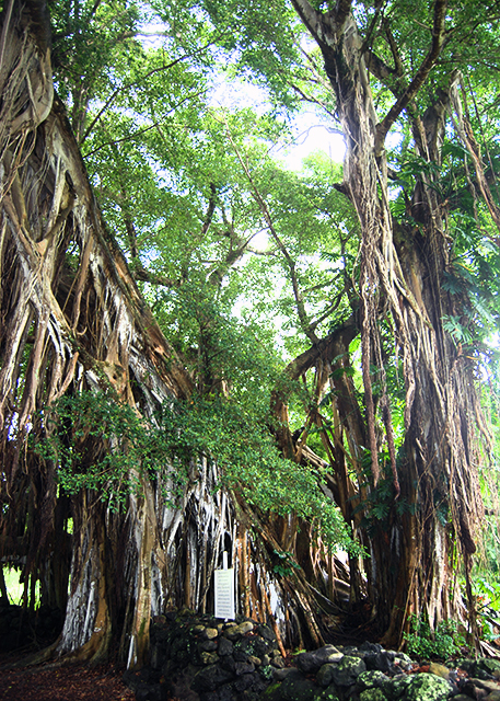 10-06-07_ Palapala Ho'omau Church Cemetery_Java Plum Tree_Aviator Charles Lindbergh Grave Site.jpg