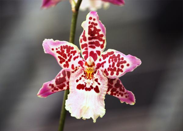 10-06-07_ Orchid_Howard's Dream-20001.jpg