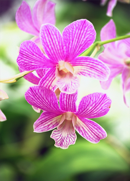 10-06-07_ Orchid_Burana Stripeʯ-20001.jpg