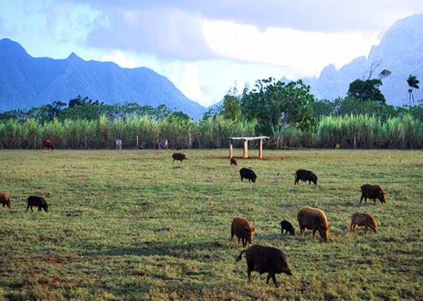 10-08-07_ Lu'au Plantation-30001.JPG
