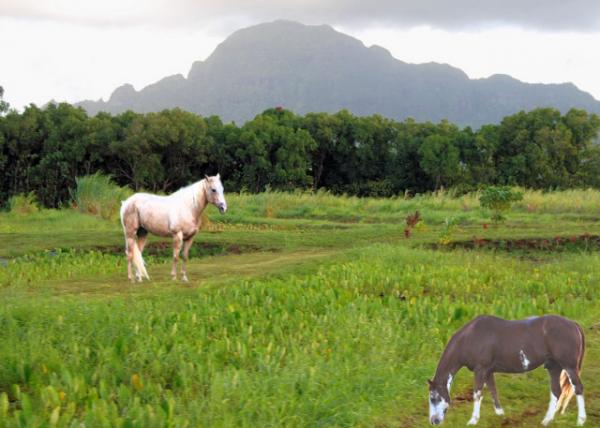 10-08-07_ Taro Field w 60% of Hawaiʻi's Products Grown in Kauai ͷ60%ĲԴڿɰ-10001.jpg