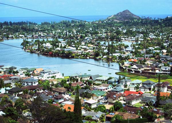 10-10-07_ Oahu Wetland ŷʪ0001.JPG