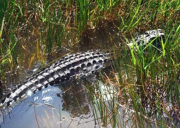 2014-08-09_Alligator Thrived in Freshwater Sloughs and Marl Prairies ˮ̿ԭзϢ-10001.JPG