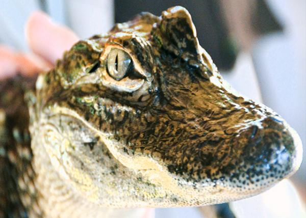 2014-08-09_Alligator -40001.JPG