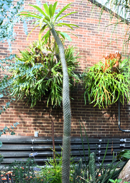 2015-12-27_Flower_Madagascar Palm˹.JPG