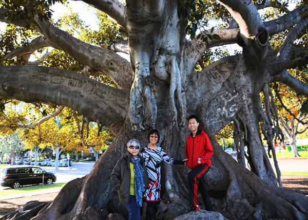 2016-12-25_Beverly Gardens Park_Giant Ficus -40001.JPG