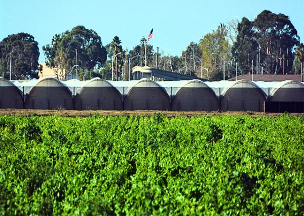 2016-12-25_Ventura County_Orange Grove ֲ԰0001.JPG