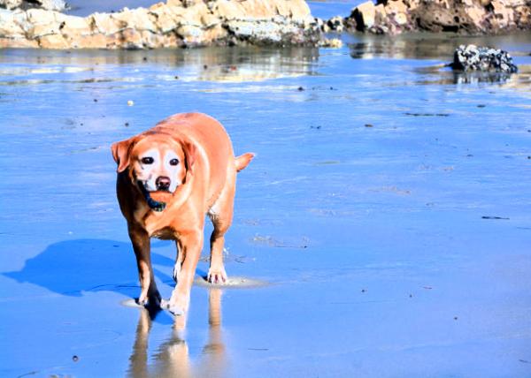 2016-12-25_Animal_Labrador Retriever ѰȮ0001.JPG