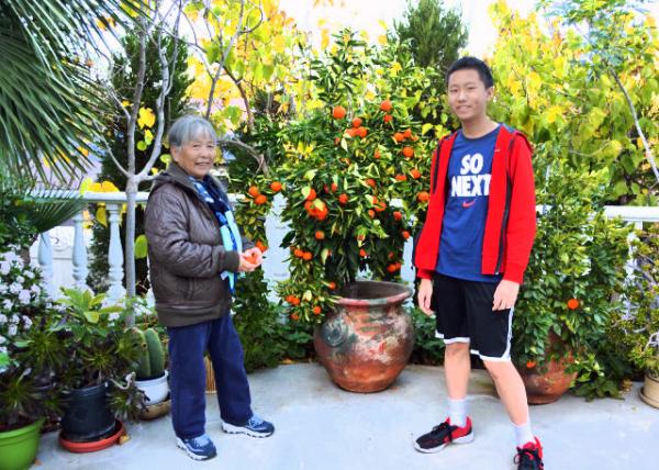 2016-12-27_Weizhen's House_Tagerine Tree0001.JPG