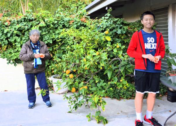 2016-12-27_Weizhen's House_Lemon Tree0001.JPG