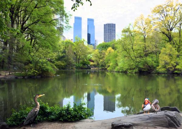 2024-04-27_Bldg_Double-crested Cormorant & Mandarin Duck Couples by Time Warner Center & Trump Intl Hotel & Tower Viewed from the Pond w Mandarin Ducks & Double-Crested Cormorant0001.JPG