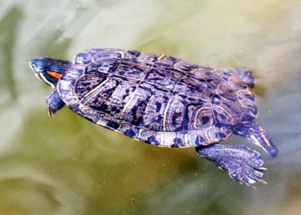 2024-04-27_Animal_Red-eared Slider-10001.JPG