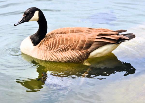 2024-04-27_Animal_Canada Goose w Red-Eared Slide0001.JPG