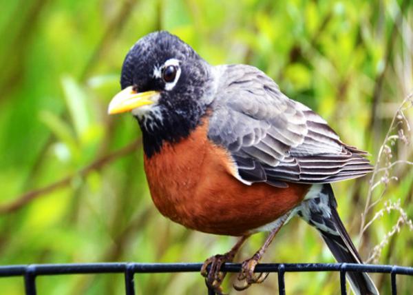 2024-04-27_Animal_American Robin0001.JPG