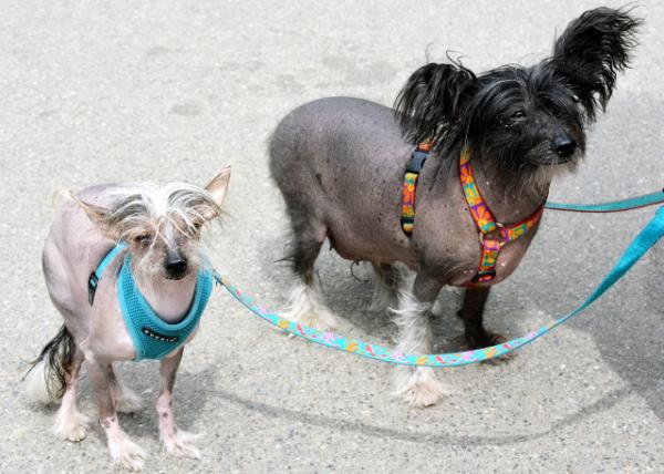 2024-04-27_Animal_Chinese Crested Dog0001.JPG