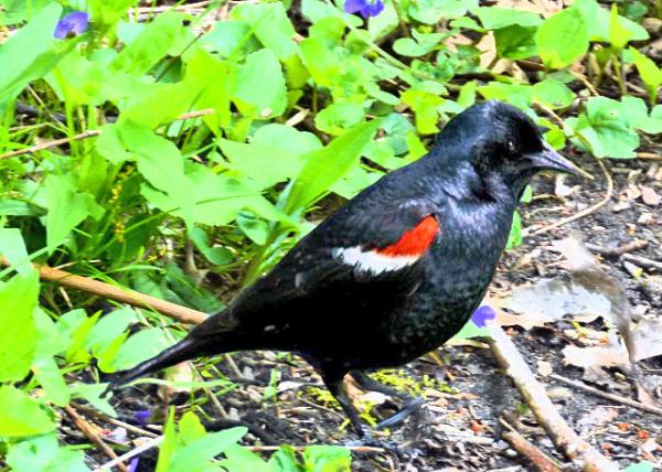 2024-04-27_Animal_Red-Winged Blackbird-10001.JPG