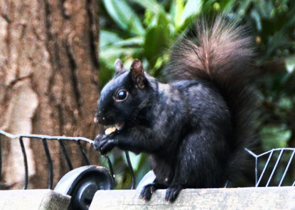 2024-04-06_Animal_Black Squirrel0001.JPG