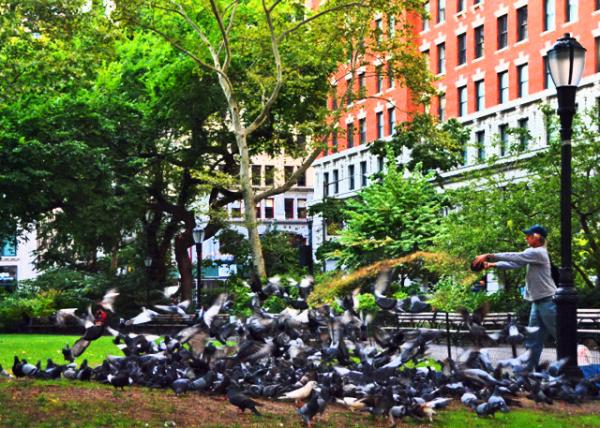 2022-09-25_Madison Sq Park_Pigenon Feeder-20001.JPG