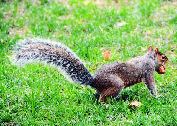 2022-09-25_Madison Sq Park_Squirrel A-10001.JPG