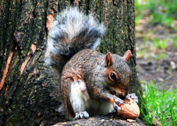 2022-09-25_Madison Sq Park_Squirrel B-10001.JPG