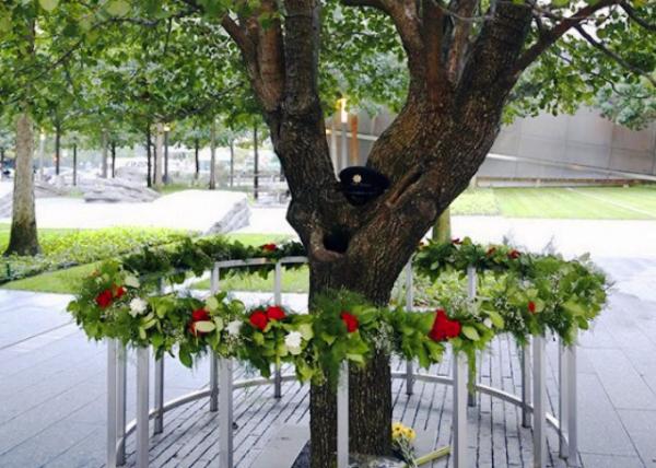 Callery Pear Tree Severely Damaged during the 9-11 Terror Attacks & Rehabilitated0001.JPG