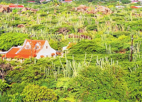 01-26-09_ Aloe-Covered Countryside «ǵ.jpg