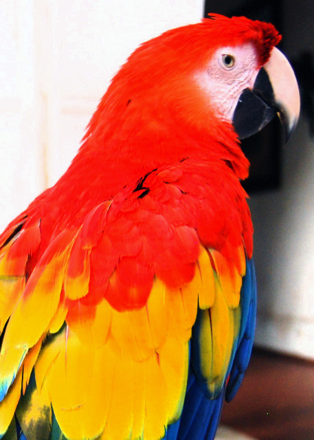 01-27-09_ Scarlet Macaw ʽ0001.JPG