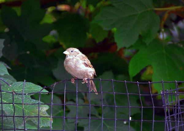 2022-08-28_Union Sq_Eurasian Tree Sparrow0001.JPG