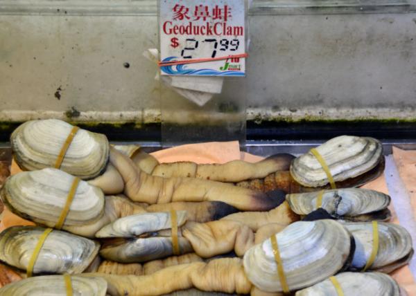 2016-06-22_Seafood_Geoduck Clams-10001.JPG
