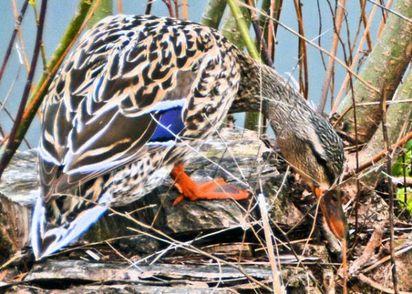 2016-04-11_Animal_Mallard-10001.JPG