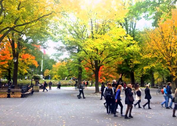 2015-10-24_American Elms Arched over the Cobbled Path of the Poet's Walk ʫ��֮·������ʯ������������������0001.JPG