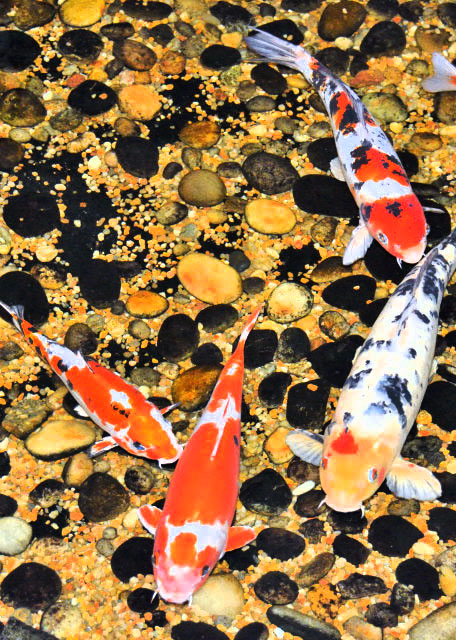 2015-02-21_Ming Dynasty-style Garden Court ԰ͥԺ0001.JPG