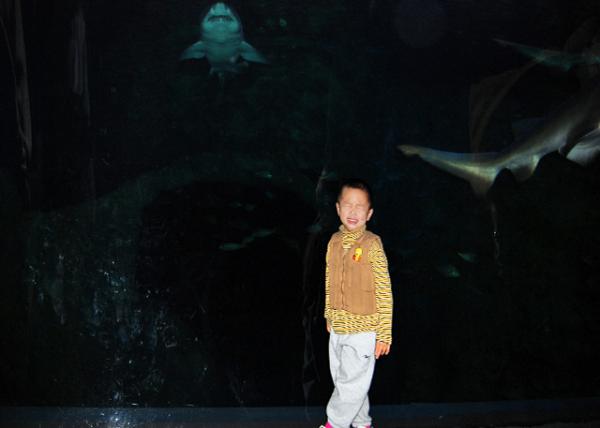 2006-12-28_ 3-Yr-10-Mo-Old_ Shark Realm 0001.JPG