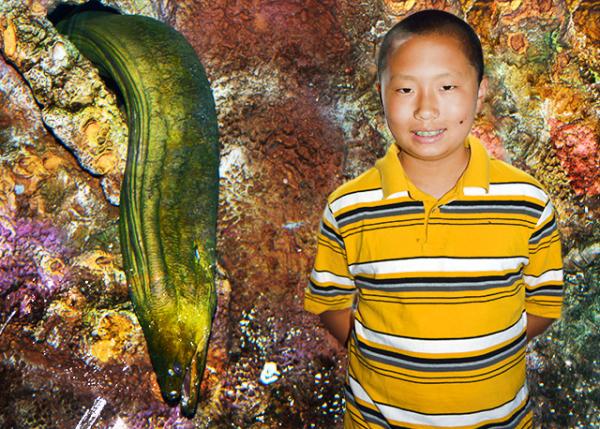 2013-06-23_Green Moray Eel-10001.jpg