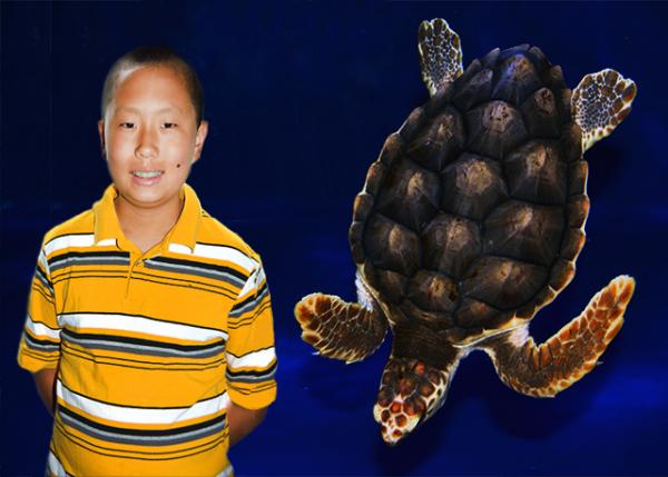 2013-06-23_Loggerhead Sea Turtle-10001.jpg