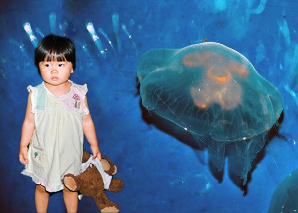 2013-06-23_Moon Jellyfish-10001.jpg