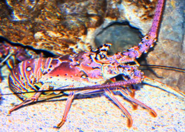 2013-06-23_Painted Spiny Lobster0001.JPG