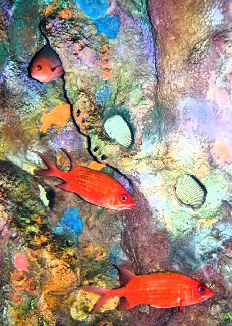 2013-06-23_Reef Fish0001.JPG