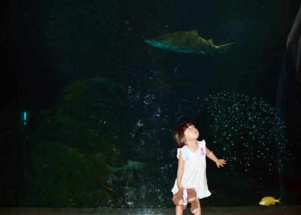 2013-06-23_Sand Tiger Shark w Gulping Air.jpg