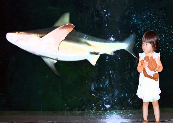 2013-06-23_Shark Realm_Sandbar Shark w Its Tall, Triangular Dorsal Fin & Robust Body-10001.JPG