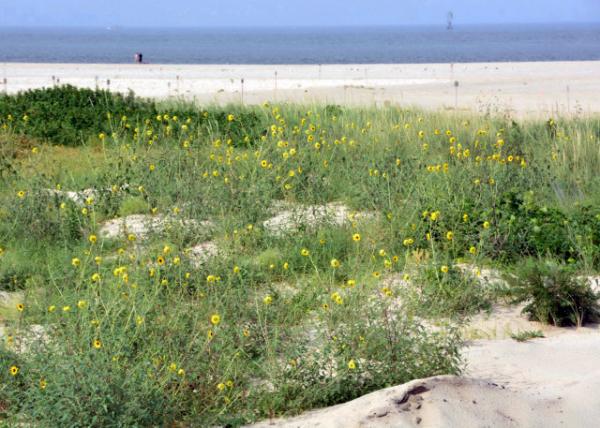 2013-09-01_Sand Dune-30001.JPG