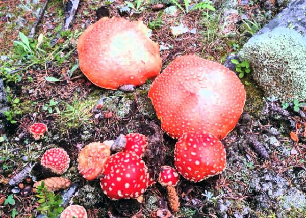 08-24-13_Fly Agaric Ӭɡ0001.JPG