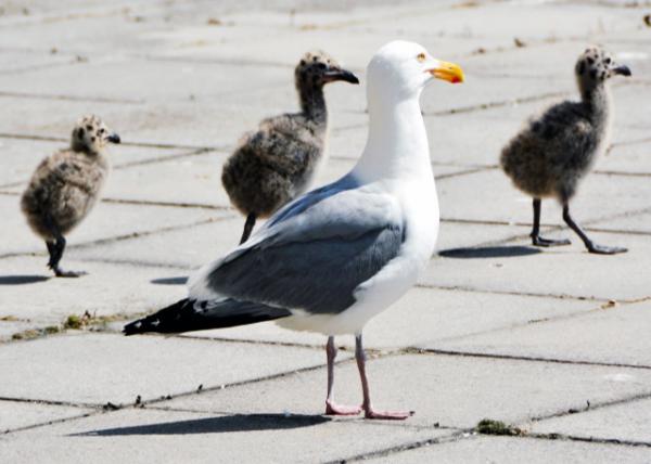 2018-06-17_Bird_Lols & Mom-10001.JPG