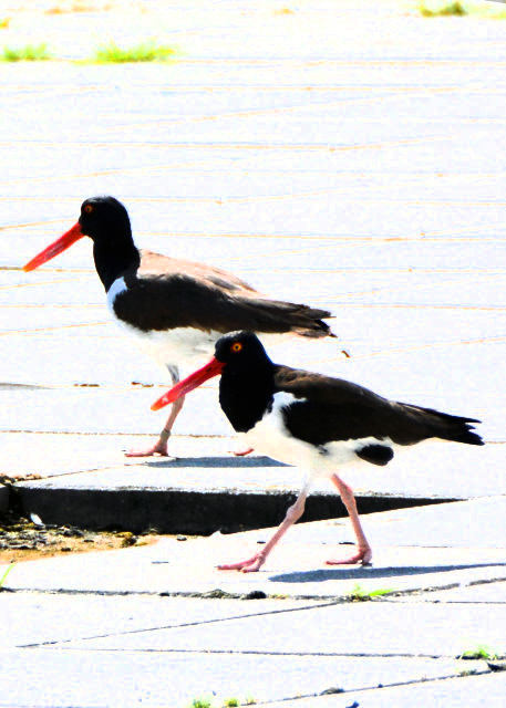 2018-06-17_Bird_American Oystercatcher0001.JPG