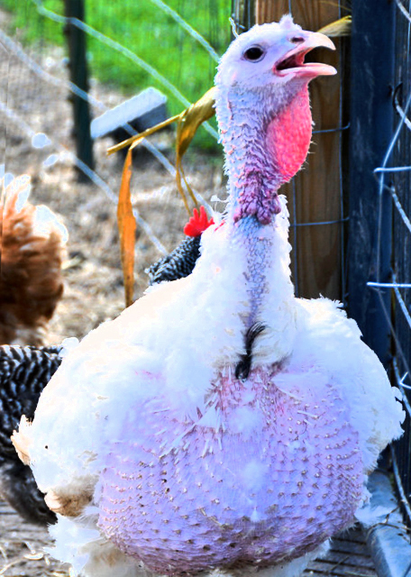 2021-10-08_White Turkey-40001.JPG