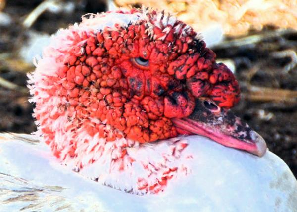 2021-10-08_Muscovy Duck0001.JPG