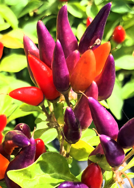 2021-10-08_Ornamental Hot Pepper Seeds0001.JPG