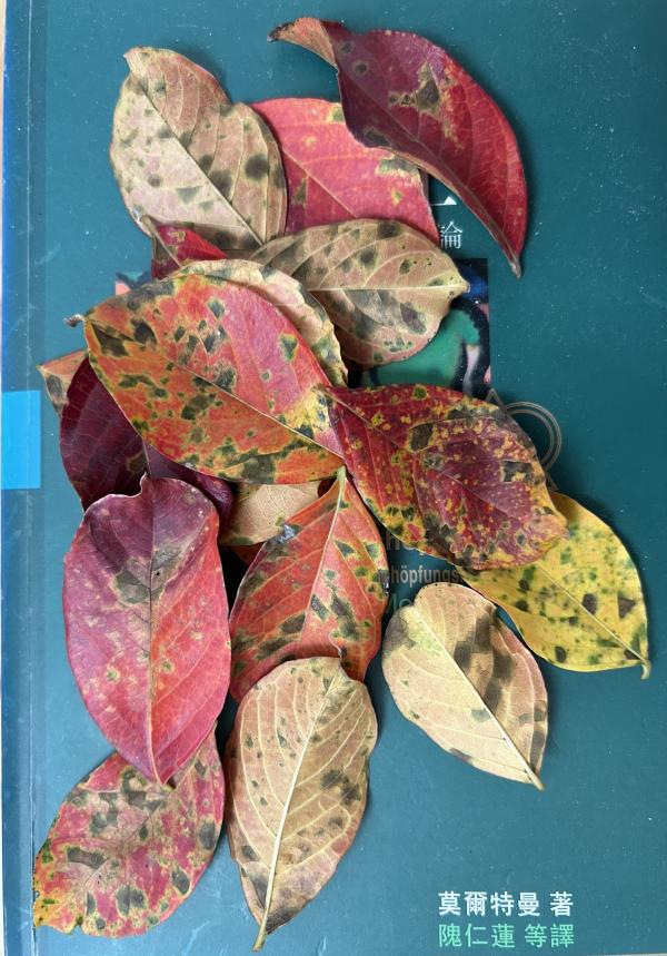 00 IMG_2921 (自定义).JPG