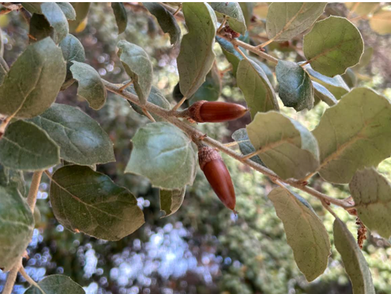 1762310248155933.png image.png